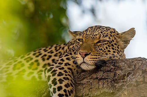 A leopard resting on a tree branch Chobe National Park-Botswana Nature Print